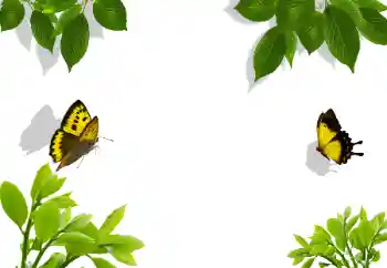 照片效果分类 各类 № 117282