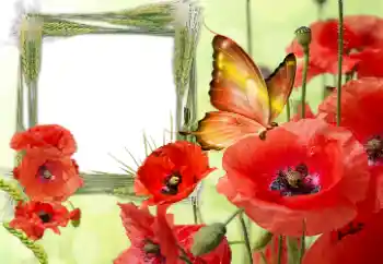 照片效果分类 各种节日 № 168001. 边框标语: 纪念与和解日