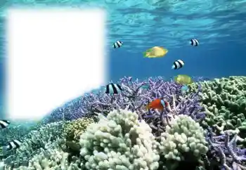 照片效果分类 夏 № 121111