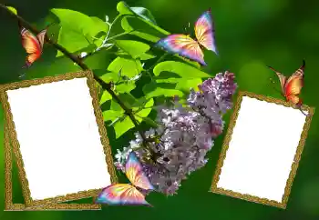 照片效果分类 夏 № 81627