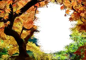 照片效果分类 秋 № 127046 照片效果分类 秋 № 127046
