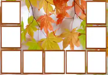 照片效果分类 秋 № 195267