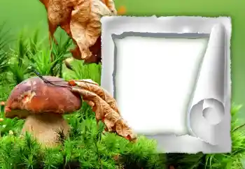 照片效果分类 秋 № 34933 照片效果分类 秋 № 34933