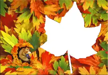 照片效果分类 秋 № 60345