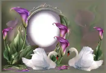 照片效果分类 婚纱照边框 № 185841 照片效果分类 婚纱照边框 № 185841