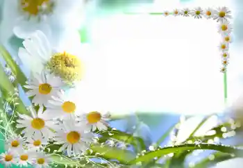 照片效果分类 女性相框 № 102749