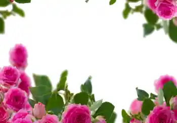 照片效果分类 女性相框 № 114237 照片效果分类 女性相框 № 114237