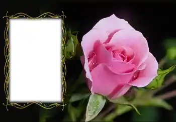 照片效果分类 女性相框 № 126936