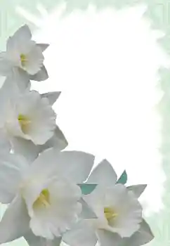 照片效果分类 女性相框 № 13900