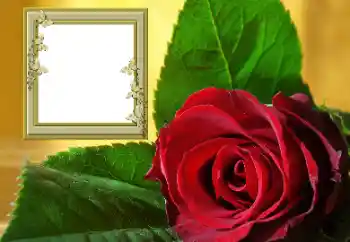 照片效果分类 女性相框 № 157088 照片效果分类 女性相框 № 157088