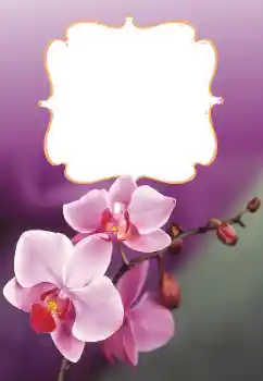 照片效果分类 女性相框 № 160699 照片效果分类 女性相框 № 160699