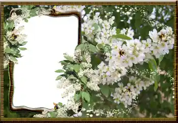 照片效果分类 女性相框 № 16069