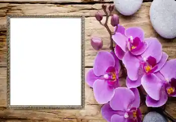 照片效果分类 女性相框 № 206185