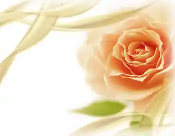 照片效果分类 女性相框 № 2801