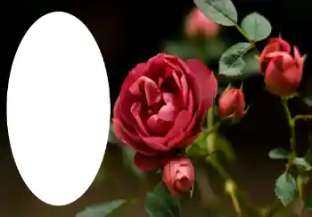 照片效果分类 女性相框 № 47314
