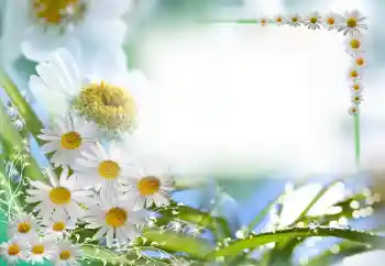 照片效果分类 女性相框 № 59087