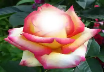 照片效果分类 女性相框 № 64187