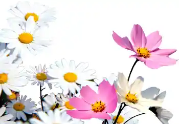 照片效果分类 女性相框 № 72152 照片效果分类 女性相框 № 72152