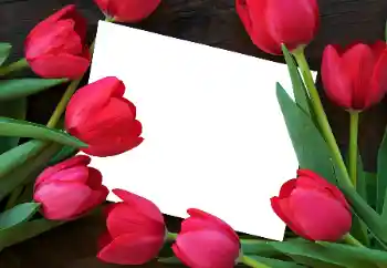 照片效果分类 女性相框 № 93458