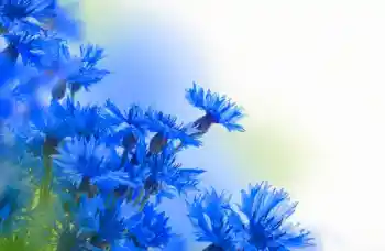 照片效果分类 女性相框 № 97638 照片效果分类 女性相框 № 97638